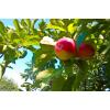 apfel.jpg