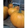 jack-o-lantern.jpg