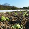 salat-freiland-april-2017.jpg