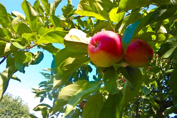 apfel